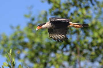 Crested Caracara is flying in forest