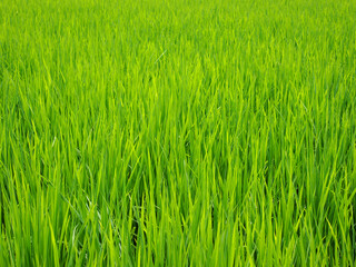 closeup grow fresh green leaves rice field in Thailand
