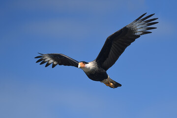Crested Caracara is flying on sky