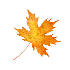 Leaf of maple. Watercolor illustration isolated on white.