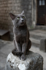 Gato gris de ojos verdes mirando al infinito