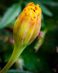 orange marigold in bud ready to open