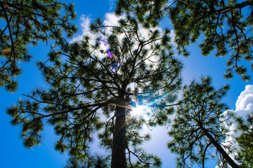 tree branches against blue sky