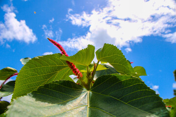 red floweragainst blue sky