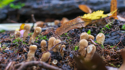 mushrooms in the forest