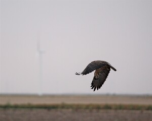 A Red-tailed Hawk Flying over a Field near Dodge City, Kansas