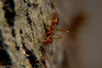 Weaver ants or green ants. Weaver ants live in trees and are known for their unique nest building behaviour where workers construct nests by weaving together leaves using larval silk