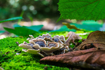 mushrooms in the forest