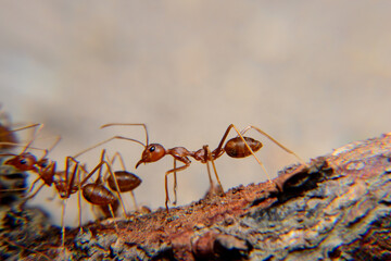Weaver ants or green ants. Weaver ants live in trees and are known for their unique nest building behaviour where workers construct nests by weaving together leaves using larval silk