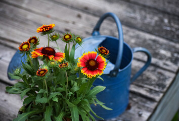 Fototapeta premium watering can and flower