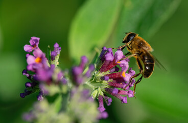 Hoverfly perched on a purple lantana inflorescence