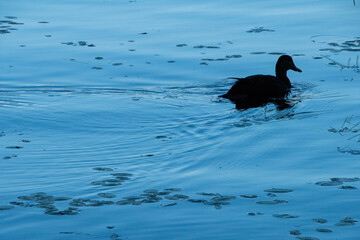 Duck silhouette 