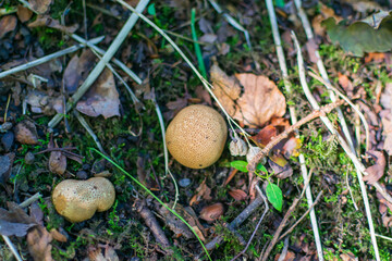 mushroom in the grass