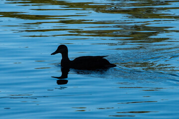 Duck silhouette 