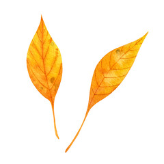 Two yellow autumn leaves. Watercolor illustration isolated on white.