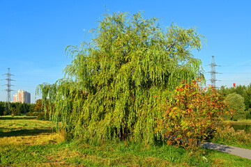 Obraz premium Willow and rowan in Mitino landscape park. Moscow, Russia