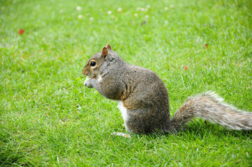 squirrel eating nut