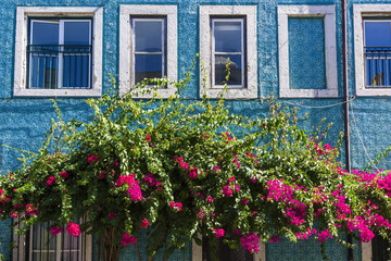 bougainvillea and facade covered with monochrome azulejos Lisbon, Portugal