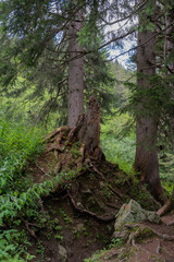 Unusual stump with Mountainw in the background.