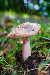 mushroom in the forest with Rainbow Gods Ray