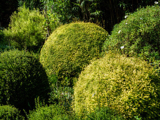 buis &agrave; Nesles-la-Vall&eacute;e dans le Val d'Oise en France