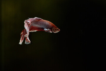 Betta fish isolated on black background. White body and red mix white tail