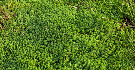 panoramic banner natural green texture background. succulents with small leaves