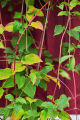 colorful light green, green and yellow leaves on a bright red wooden background. natural background in the garden
