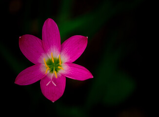 pink and white flower on black background