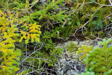 pine bushes