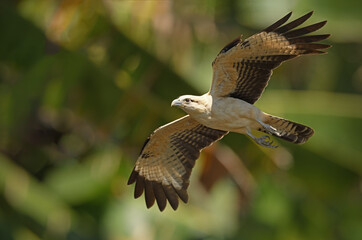 Yellow-headed caracara is flying in forest