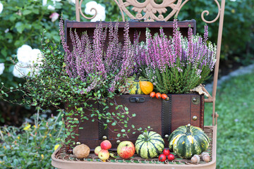 pink und lila Heidekraut im vintage Koffer als Herbst-Gartendekoration