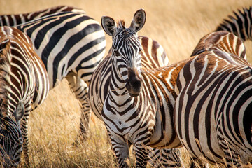 Zebras roaming in the Ngorongoro Crater, Tanzania