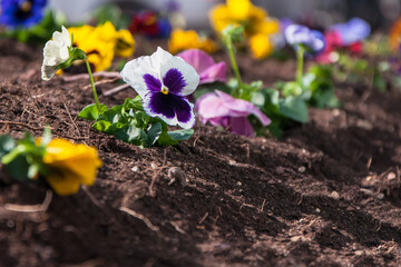 spring flowers in the garden