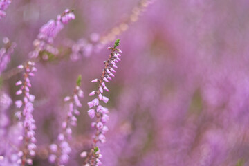 Close up from purple heather on a soft purple background, photo made in Weert the Netherlands on 2 september 2020