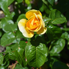 yellow rose in garden