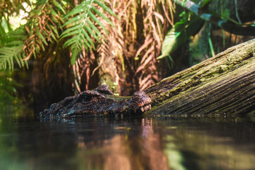 Alligator lurking in a pond