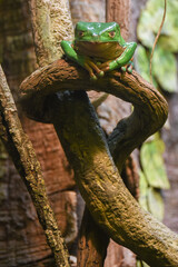 green tree frog on a branch