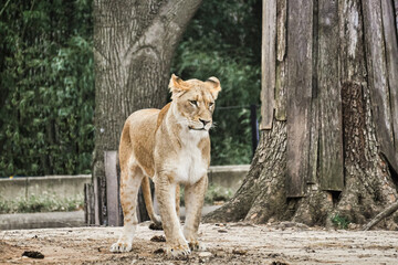 Lioness walking or standing