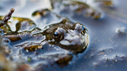 frog in the water