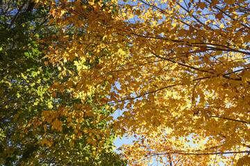 Canopy of yellow leaves
