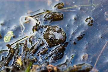 frog in the water