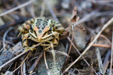 frog