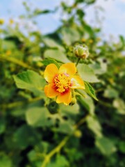 bee on flower