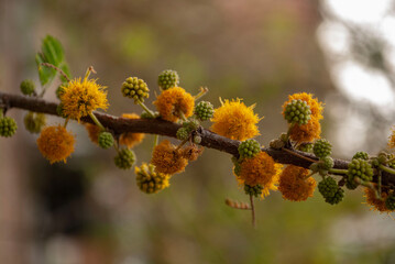 branch of a tree with yellow flowers