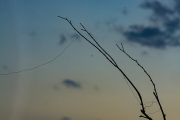 spider and the fishing line