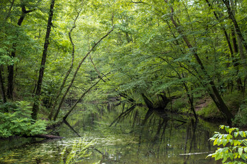 Fototapeta premium forest in the morning