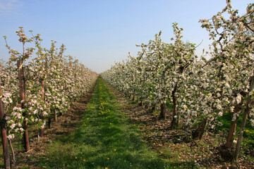 Fototapeta na wymiar Bluetezeit in den Apfelplantagen im Alten Land bei Jork. Niedersachsen, Deutschland, Europa 