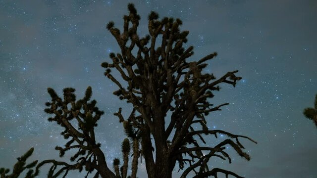  Astro timelapse tracking shot of Milky Way galaxy through a giant Joshua Tree in Mojave Desert in California