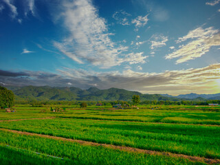 Fototapeta na wymiar Rice growing on the fields With a mountain background While the sun shines through the clouds